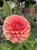 Ferncliff Apricot