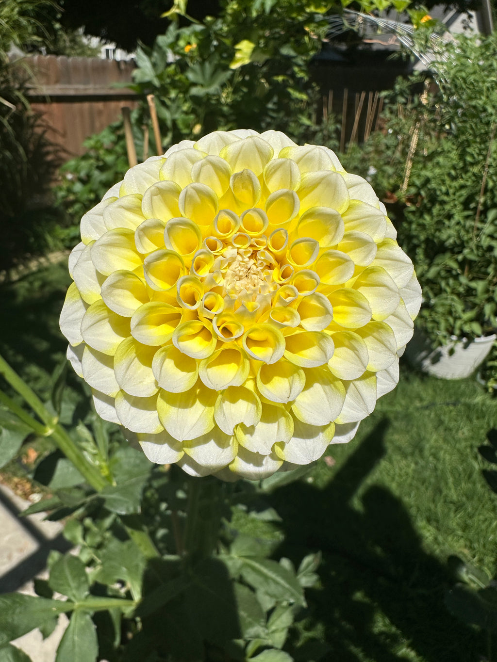 River’s Yellow Snow