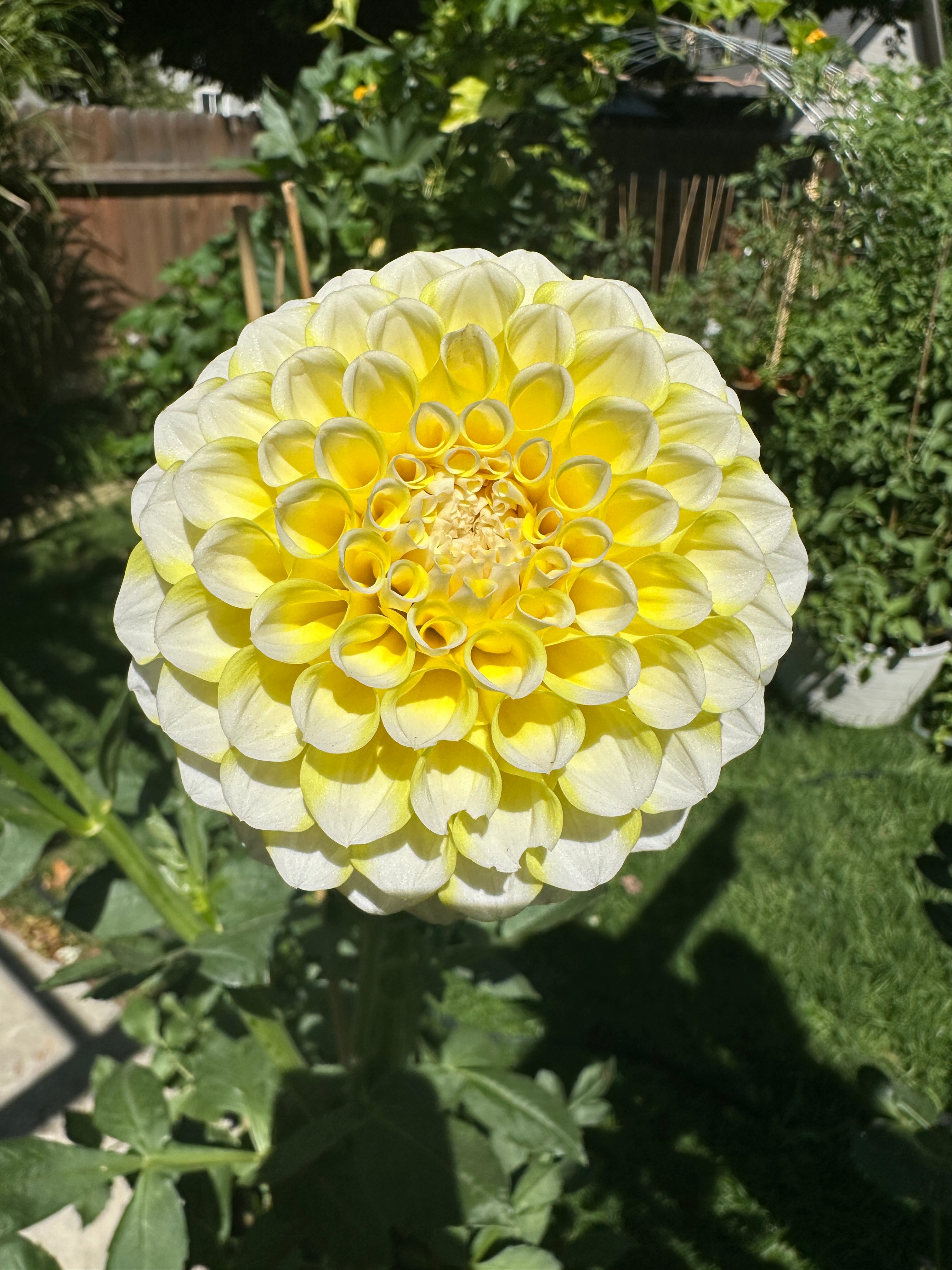 River’s Yellow Snow