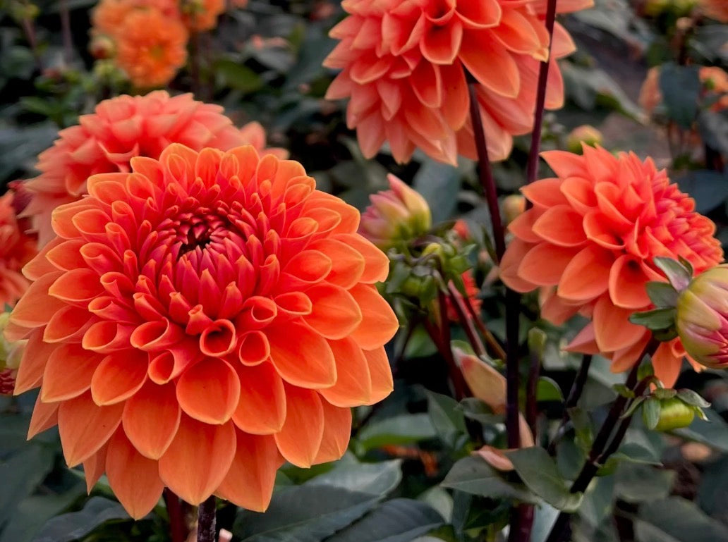Orange King